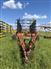 2001 Bourgault 7200