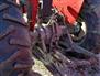 Massey Ferguson 1975 255 Other Tractors
