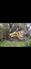 John Deere 2021 317G Track Loaders
