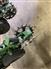 John Deere 2025 1775NT Planters