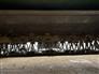 John Deere 2021 C450 Mower Conditioners / Windrowers