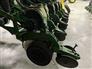 John Deere 2004 1790 Planters