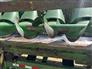 John Deere 2024 C12R Headers - Corn