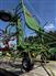 2025 Krone KW5.52/4X7 T