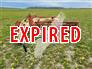 New Idea 242 Rake / Tedder