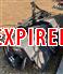 2021 Manitou TL52 SKIDSTEER TILLER