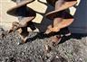 McMillen 9" Auger Bit Attachments