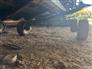 Unverferth 1999 HT 25 Headers - Trailers