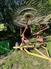 Durabilt Industries 2000 931 Rakes / Tedders
