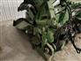 John Deere 2023 C12F Headers - Corn