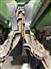 John Deere 2019 708C Headers - Corn