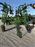 John Deere 2011 2210 Field Cultivators