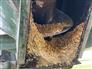 Brent 1998 420 Grain Carts
