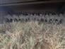 John Deere 2021 C350 Mower Conditioners / Windrowers
