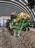 John Deere 2024 N530C Air Seeders / Air Carts