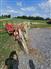Unspecified RT10 Rakes / Tedders