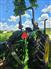 John Deere 2016 5045E Other Tractors