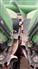 John Deere 2018 712C Headers - Corn