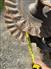 Sunflower 2014 6631 Discs