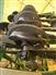 John Deere 2012 1890 Air Seeders / Air Carts
