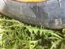 John Deere 1998 980 Field Cultivators