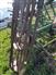 John Deere 1998 980 Field Cultivators