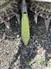 Claas 2017 960 Forage Harvesters