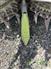 Claas 2012 659 Corn Head Forage Headers