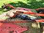 Used Farm King Y650R Mower - Finishing