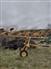 Vermeer Mfg. Co. VR1224 Rakes / Tedders