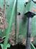 John Deere 2012 MX7 Rotary Mowers / Sickle Mower