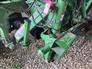 John Deere 2023 R280 Stalk Choppers / Flail Mowers