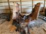 Rhino SE15 Rotary Mowers / Sickle Mower