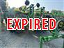 2020 John Deere 1775NT