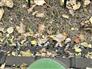 John Deere 2017 645FD Headers - Other