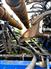 2014 New Holland P2060