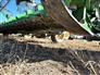 John Deere 2025 HDF 45 Headers - Other
