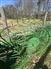 Frontier WR2104 Rakes / Tedders