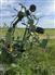 Krone 2020 KWT7.82 Rakes / Tedders
