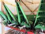 John Deere 2012 612C Headers - Corn