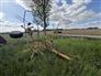 Vermeer Mfg. Co. TD200 Rakes / Tedders