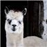 Proven Grey Alpaca Herdsire for Sale