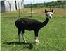 Quality Alpaca Breeding Stock  for Sale