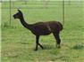 Quality Alpaca Breeding Stock  for Sale