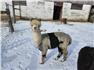 Quality Alpaca Breeding Stock  for Sale