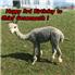 Quality Alpaca Breeding Stock  for Sale