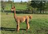 Quality Alpaca Breeding Stock  for Sale