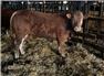 REGISTERED LIMOUSIN BREEDING BULLS & HEIFERS, for Sale