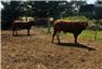 REGISTERED LIMOUSIN BREEDING BULLS & HEIFERS, for Sale