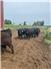 WE HAVE A GREAT SELECTION OF YOUNG BULLS, for Sale